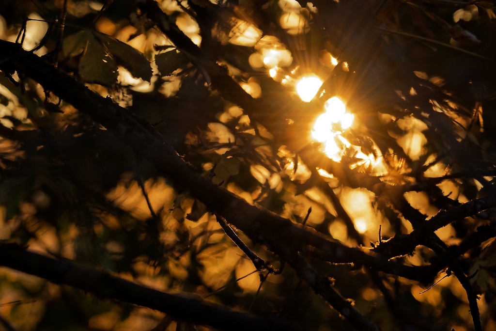 DSC_5013_DxO-1.jpg
