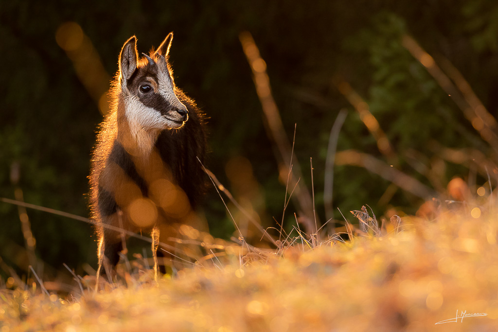 forum I&N 2019-12 chamois-011.jpg