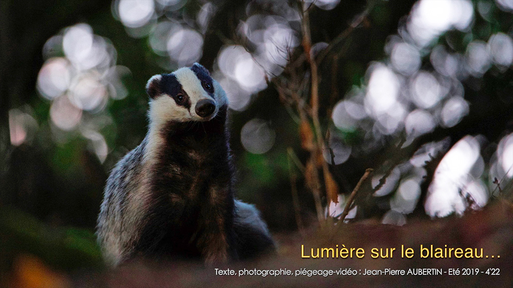jour-de-blaireau-web.jpg