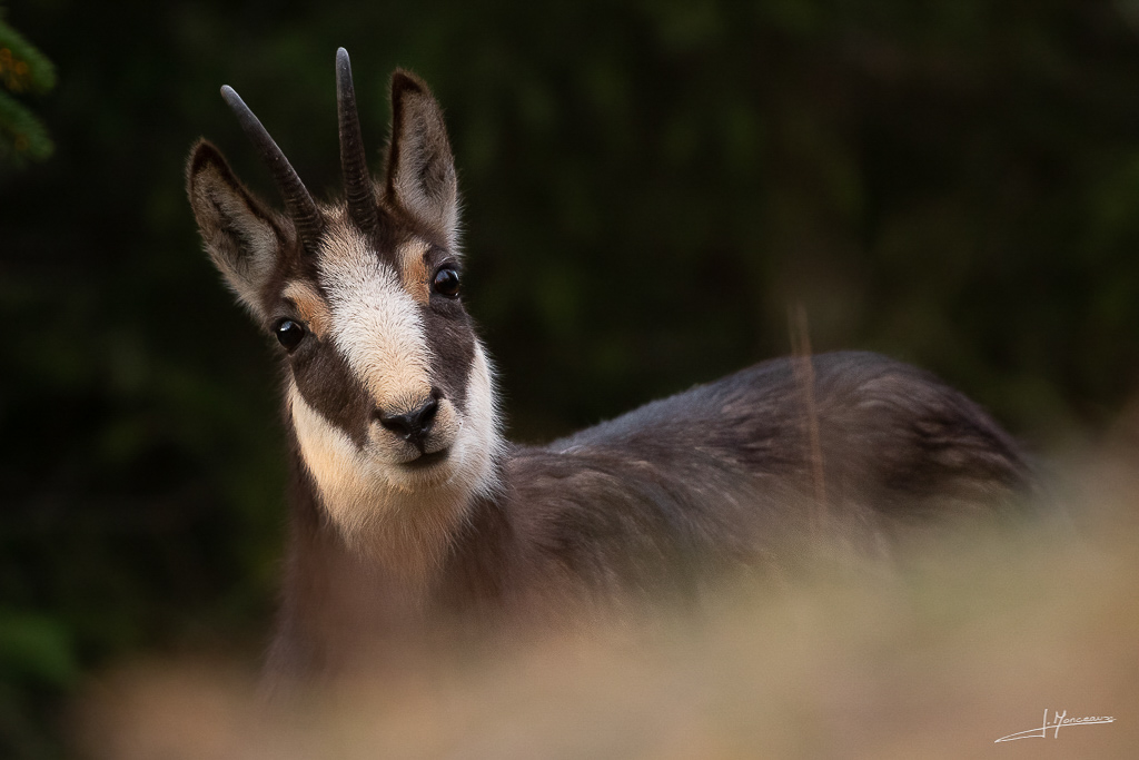 forum I&N 2019-12 chamois-015.jpg