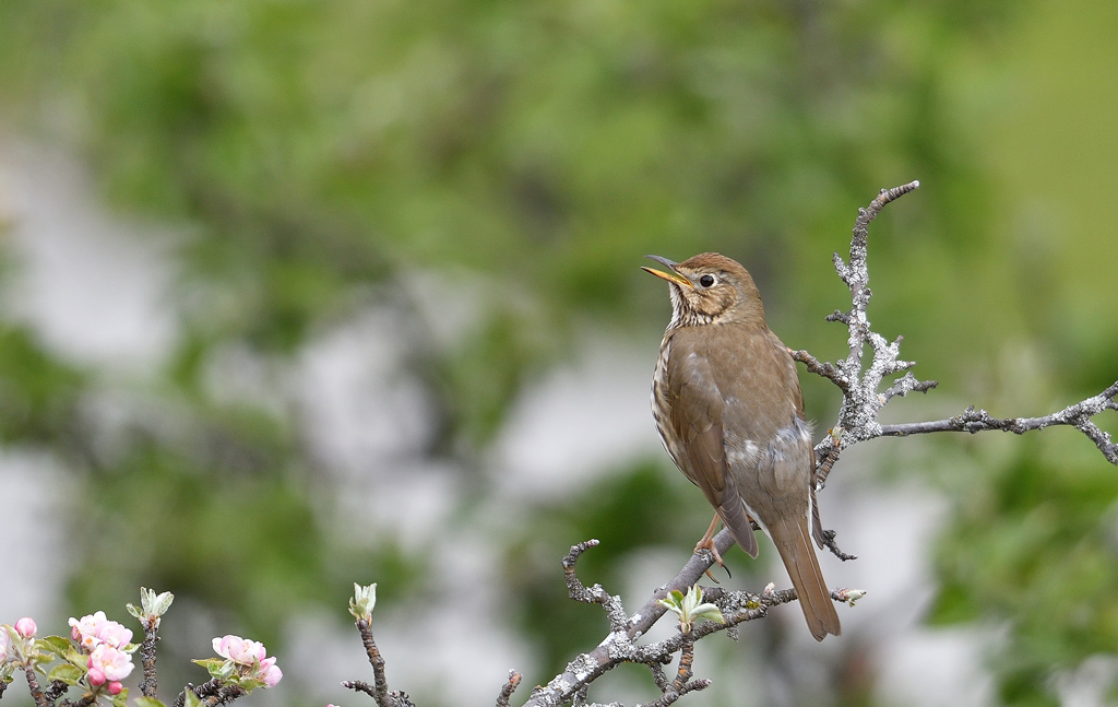 DSC_2586.jpg