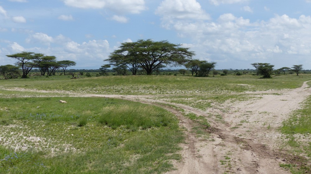 Kenya - 2019 842 - Environnement.JPG