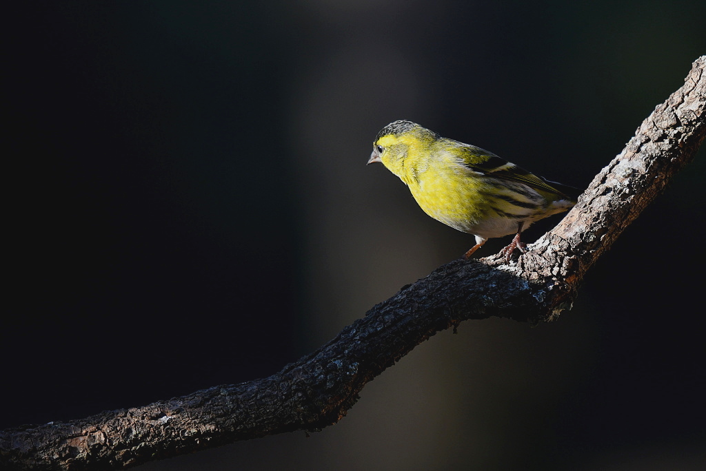 DSC_7506.jpg