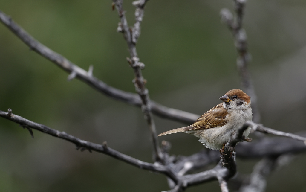 DS5_9702.jpg
