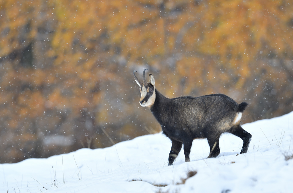 DS5_3134.jpg