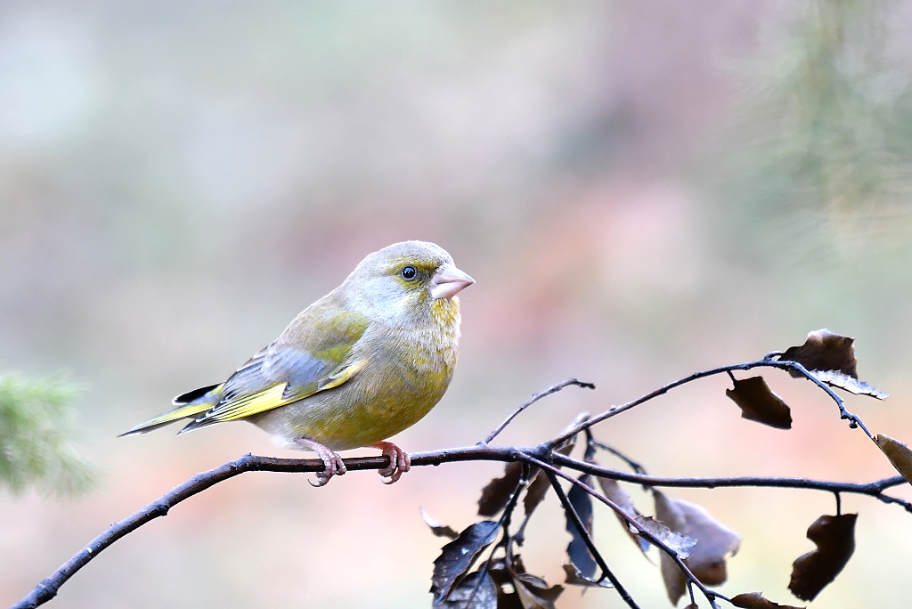 DSC_7756.jpg