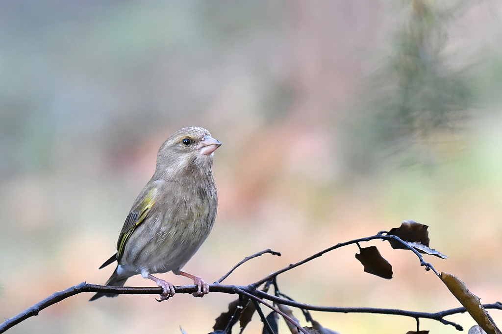 DSC_7721.jpg