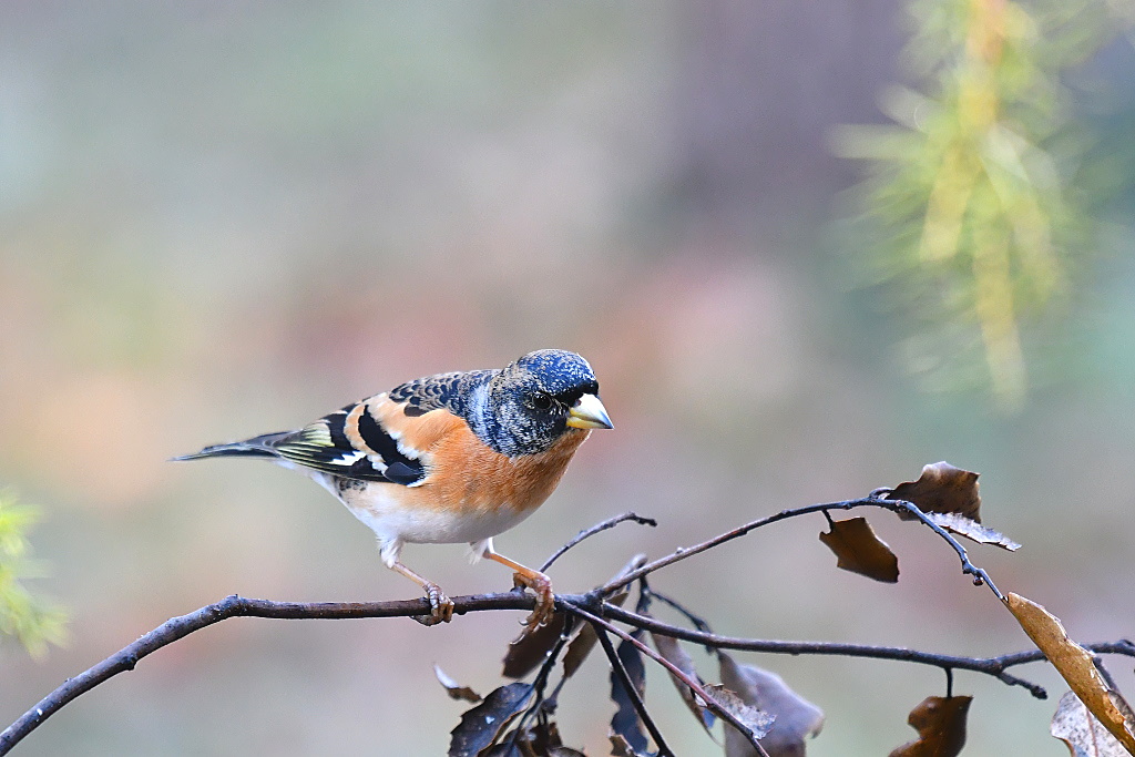 DSC_7795.jpg