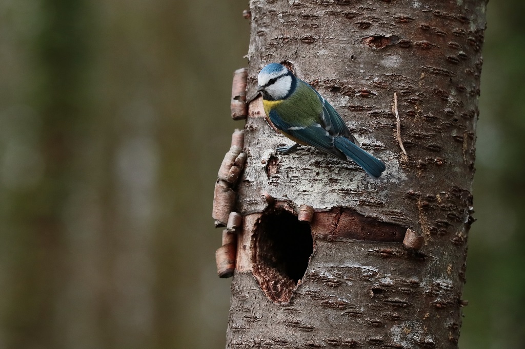 3 IMG_BLEUE.jpg
