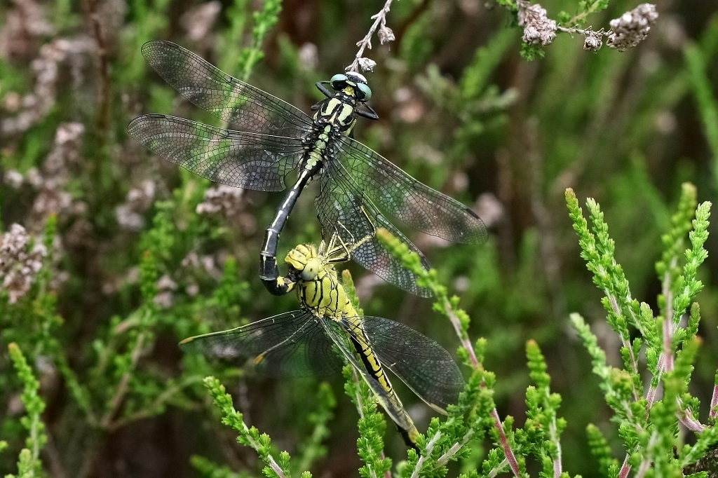 6 IMG_VULGA 3.JPG