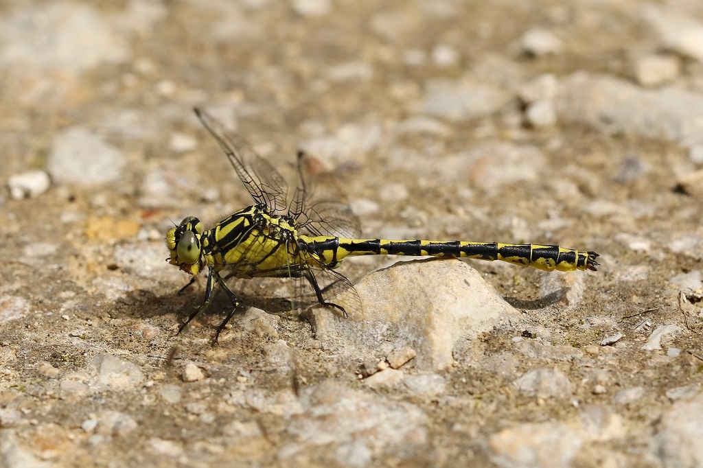 8 IMG_GRASL 2.jpg