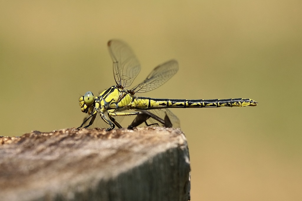 9 IMG_GRASL 3.jpg
