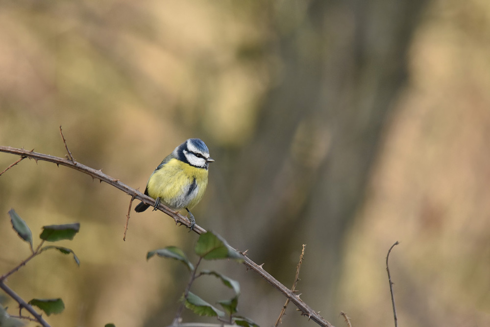 mésange bleue.jpg