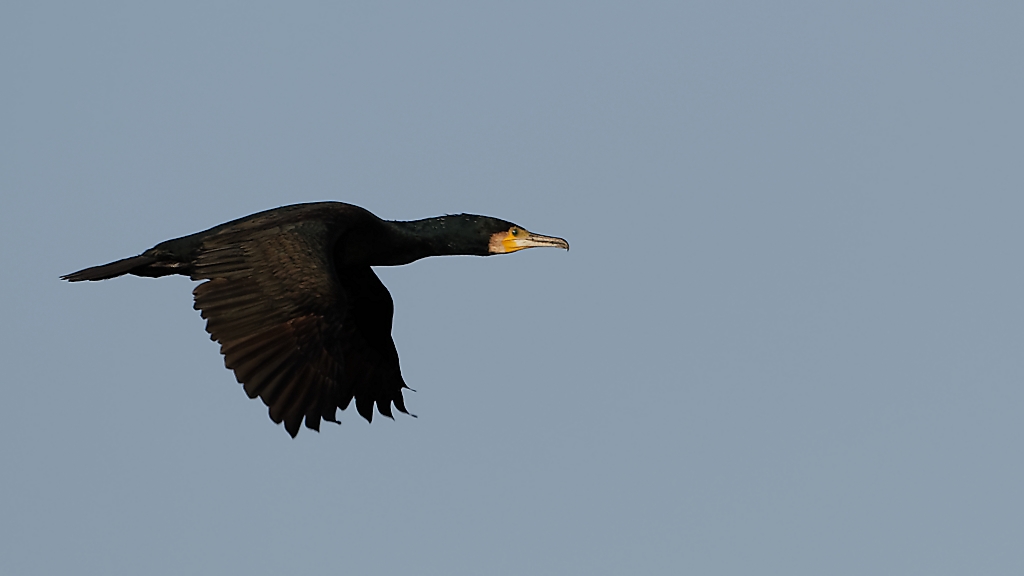 DSC_5713_DxO.jpg