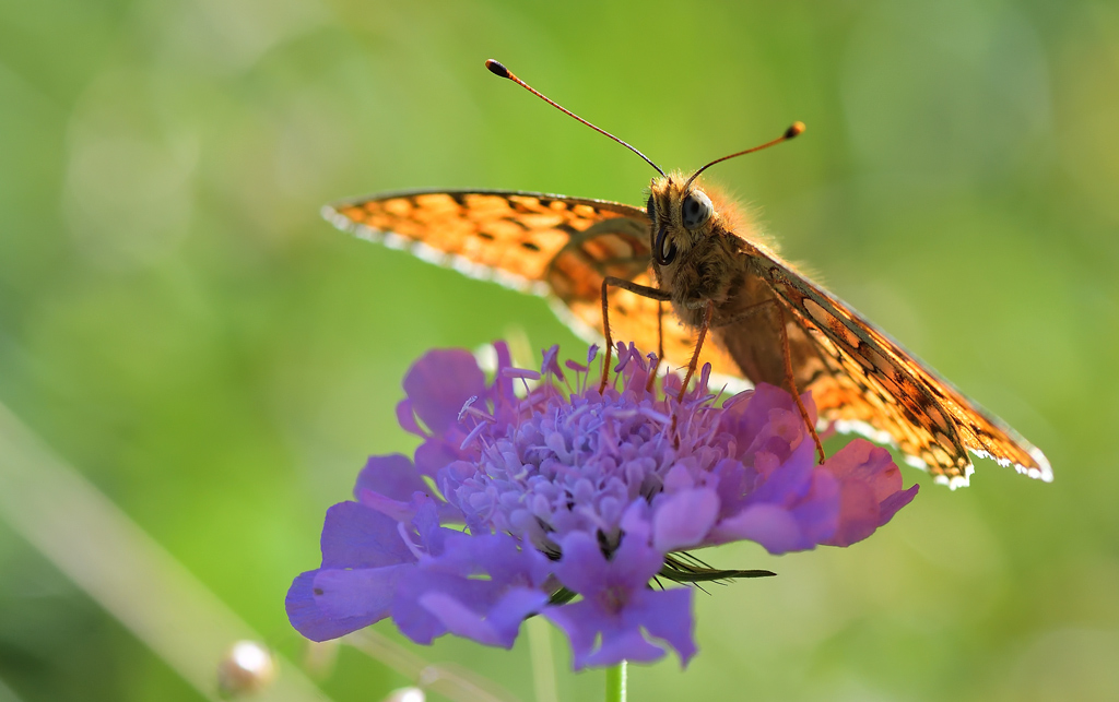 DS5_8660.jpg