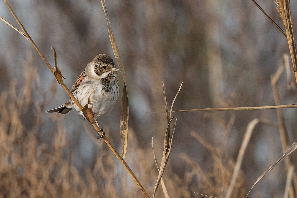D85_5638-1in.jpg