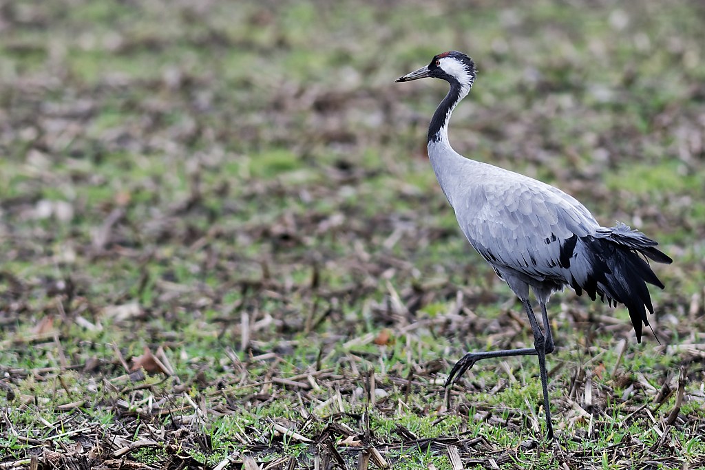 DSC_5009_DxO.jpg