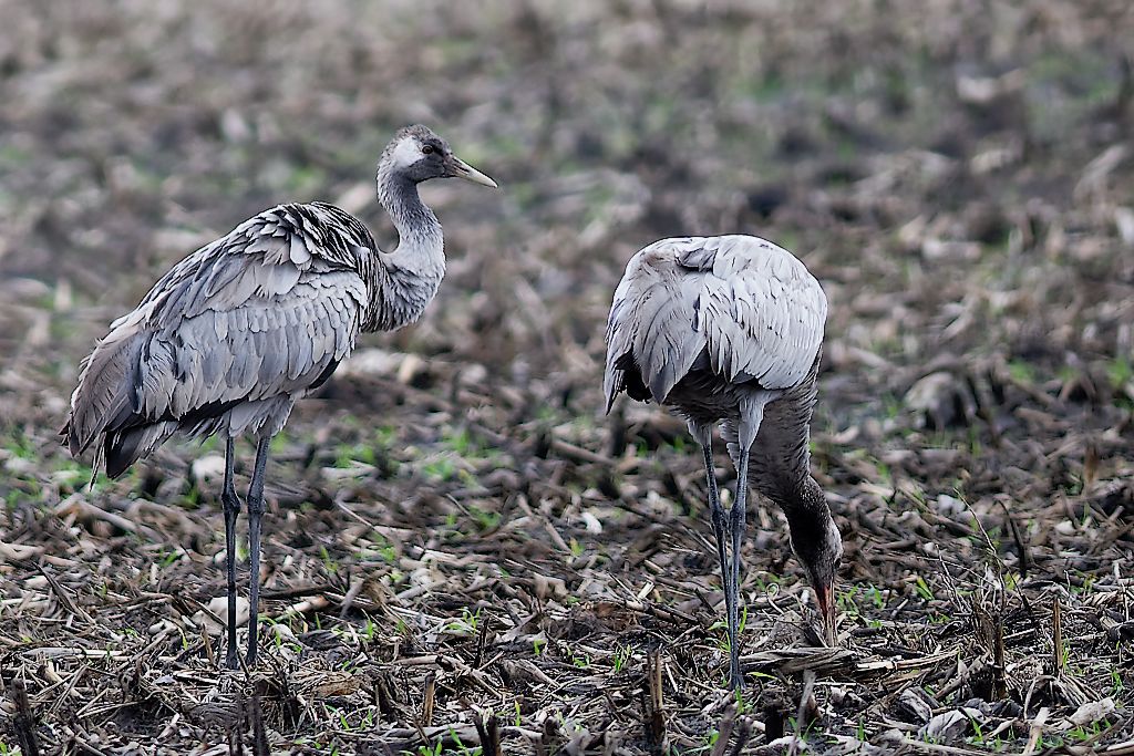 DSC_5029_DxO.jpg