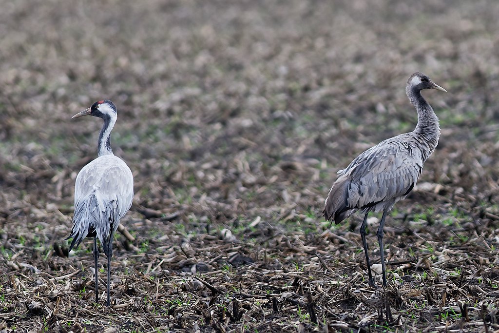 DSC_5031_DxO.jpg