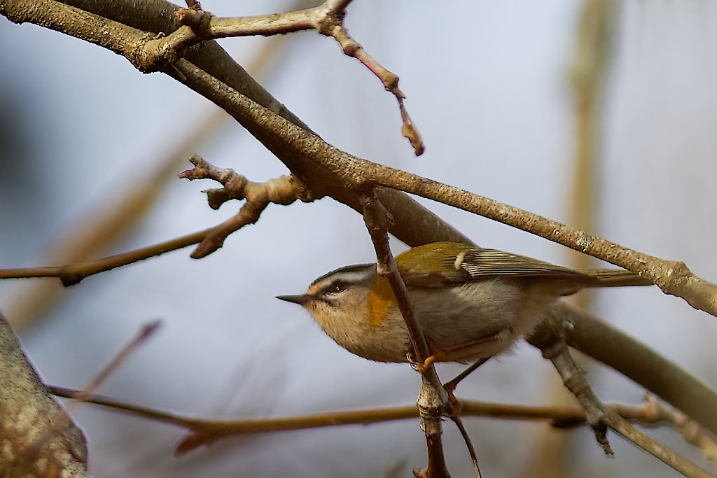 DSC_5049_DxO.jpg