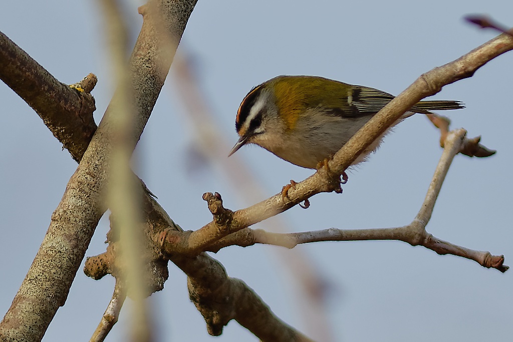 DSC_5091_DxO.jpg