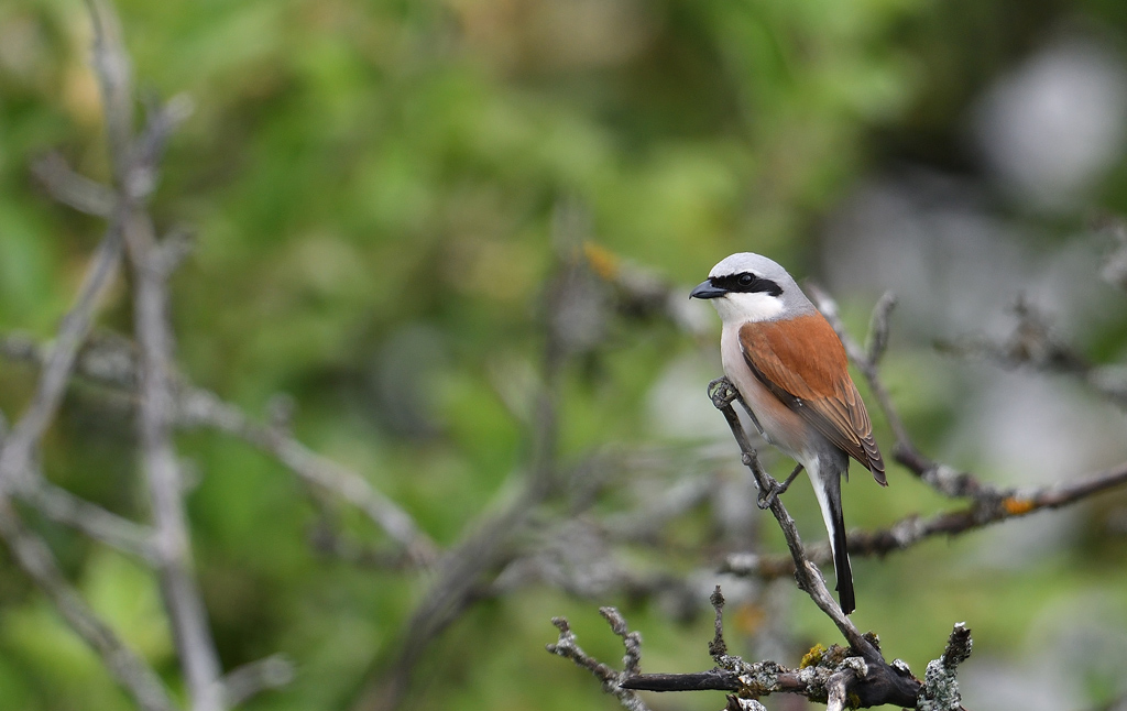 DSC_3359.jpg