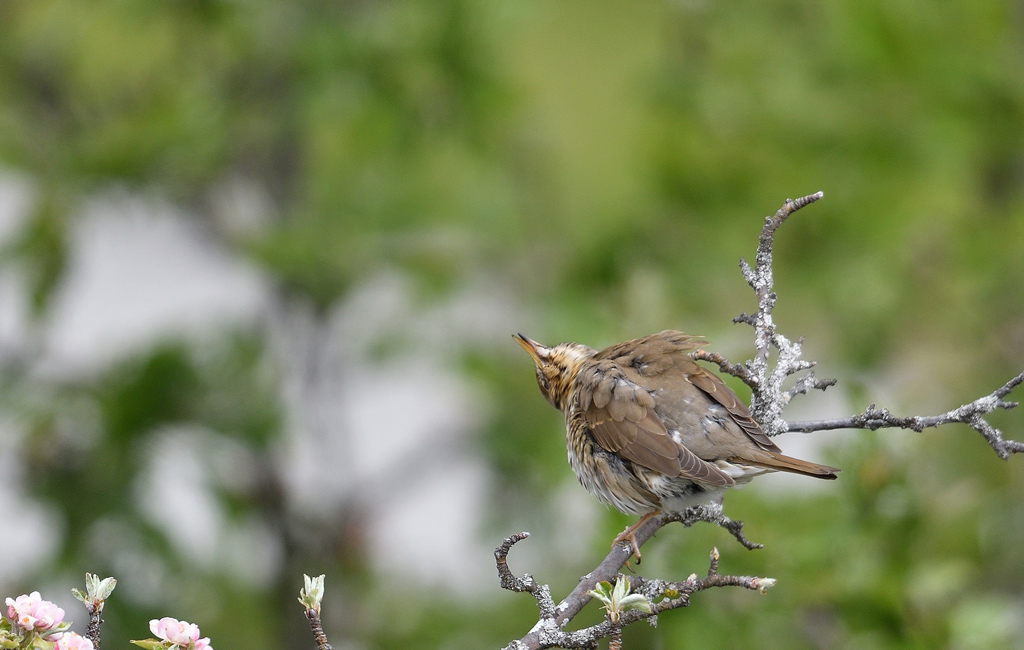 DSC_2599.jpg