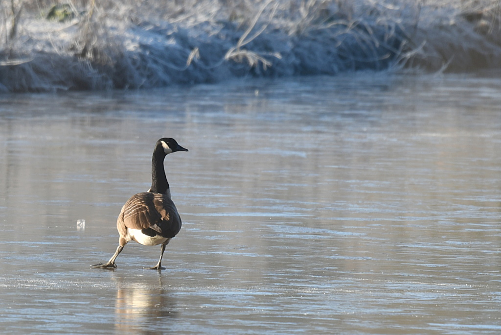 DSC_8314.jpg