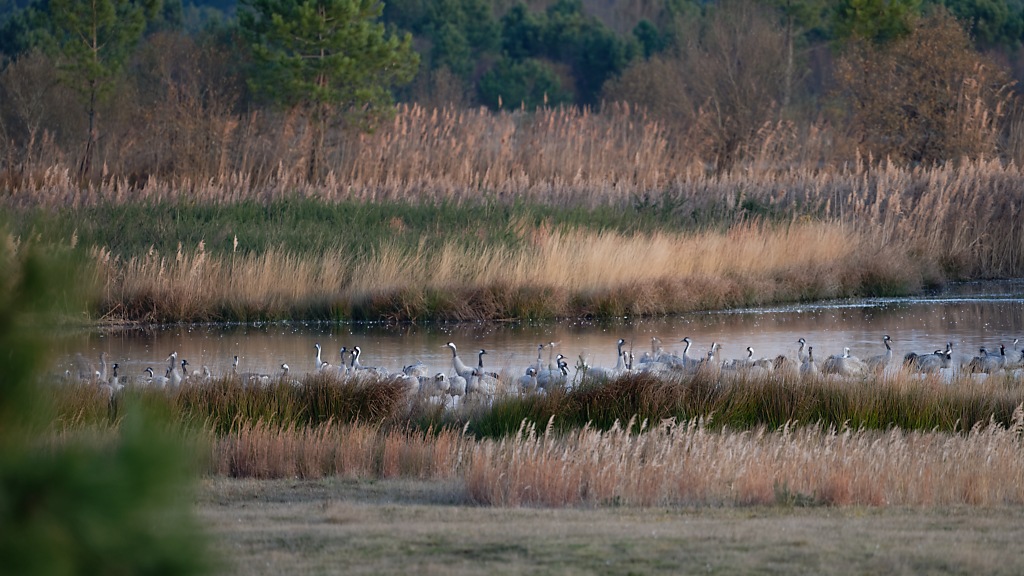 DSC_5271_DxO.jpg