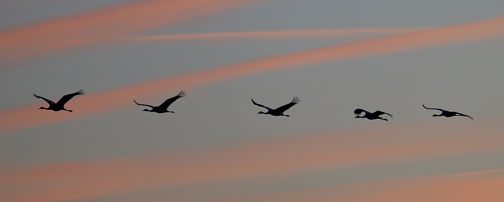 DSC_5337_DxO.jpg