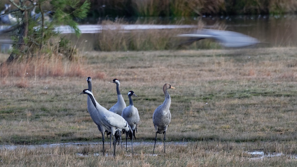 DSC_5351_DxO.jpg