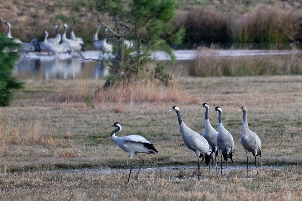 DSC_5354_DxO.jpg
