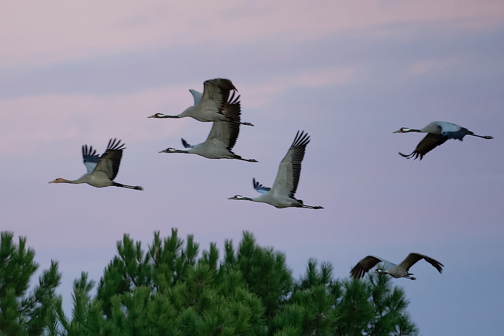 DSC_5436_DxO.jpg