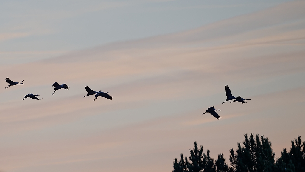 DSC_5445_DxO.jpg