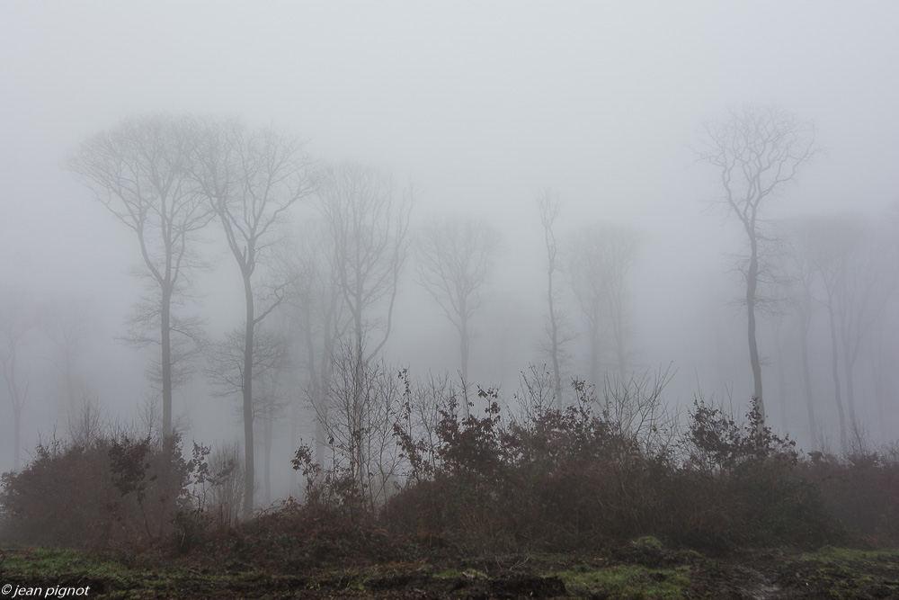 foret dans brouillard 01 2020-7124.jpg
