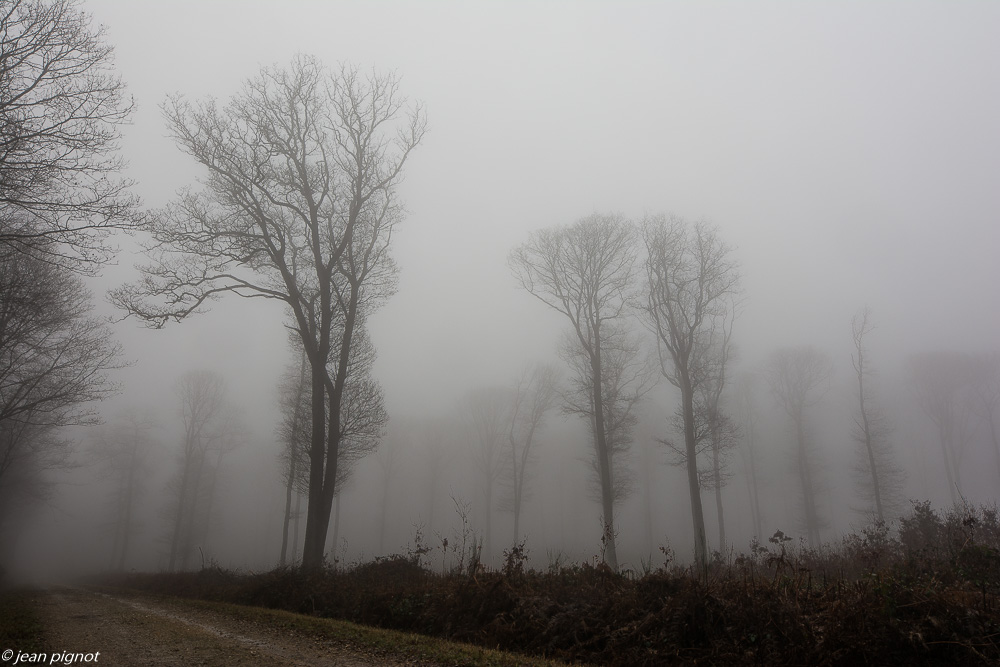 foret dans brouillard 01 2020-7125.jpg
