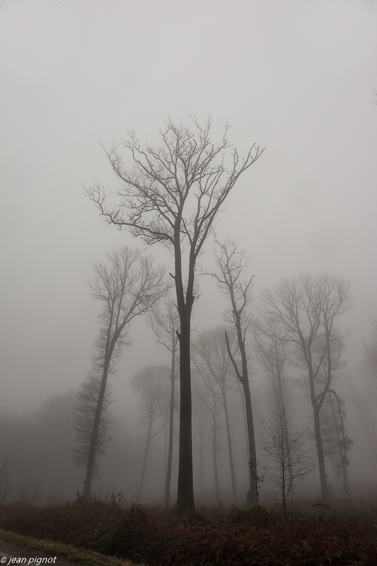 foret dans brouillard 01 2020-7127.jpg