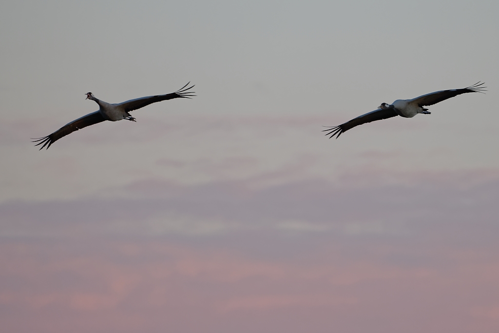 DSC_5472_DxO.jpg