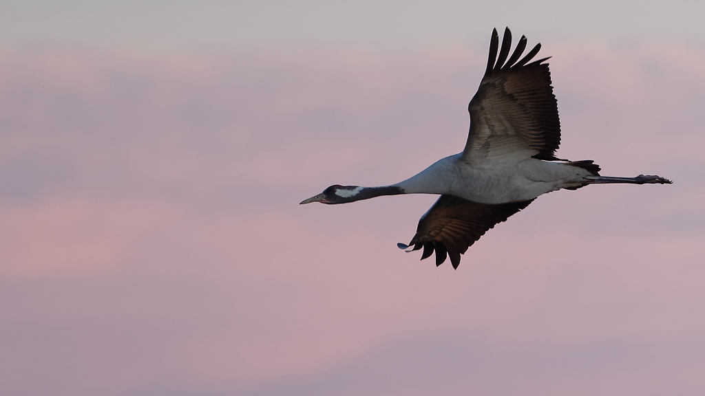 DSC_5477_DxO.jpg