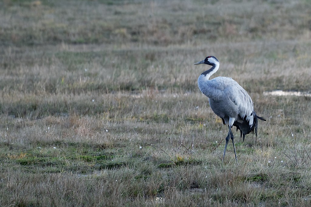 DSC_5510_DxO.jpg