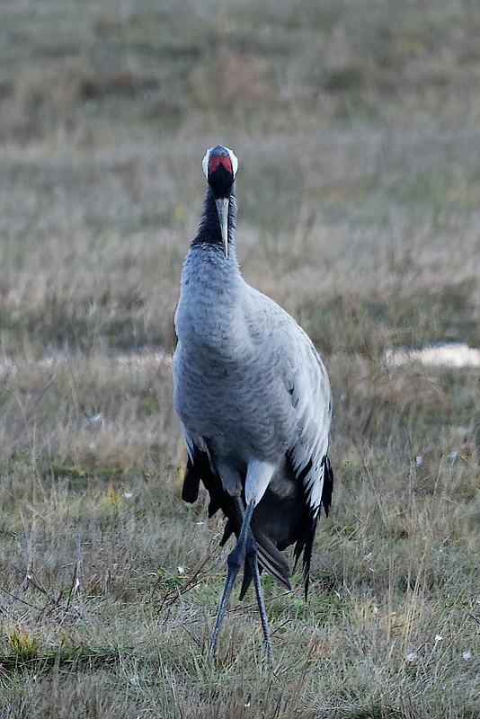 DSC_5515_DxO.jpg