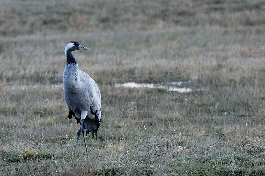 DSC_5523_DxO.jpg