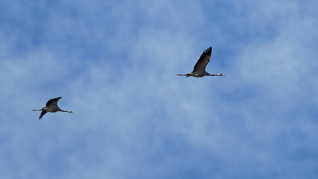 DSC_5586_DxO.jpg