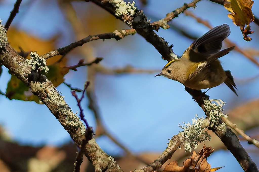 DSC_5605_DxO.jpg