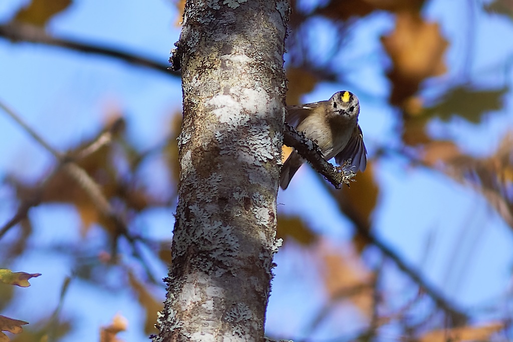 DSC_5613_DxO.jpg