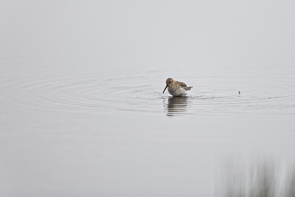DSC_5815_DxO.jpg