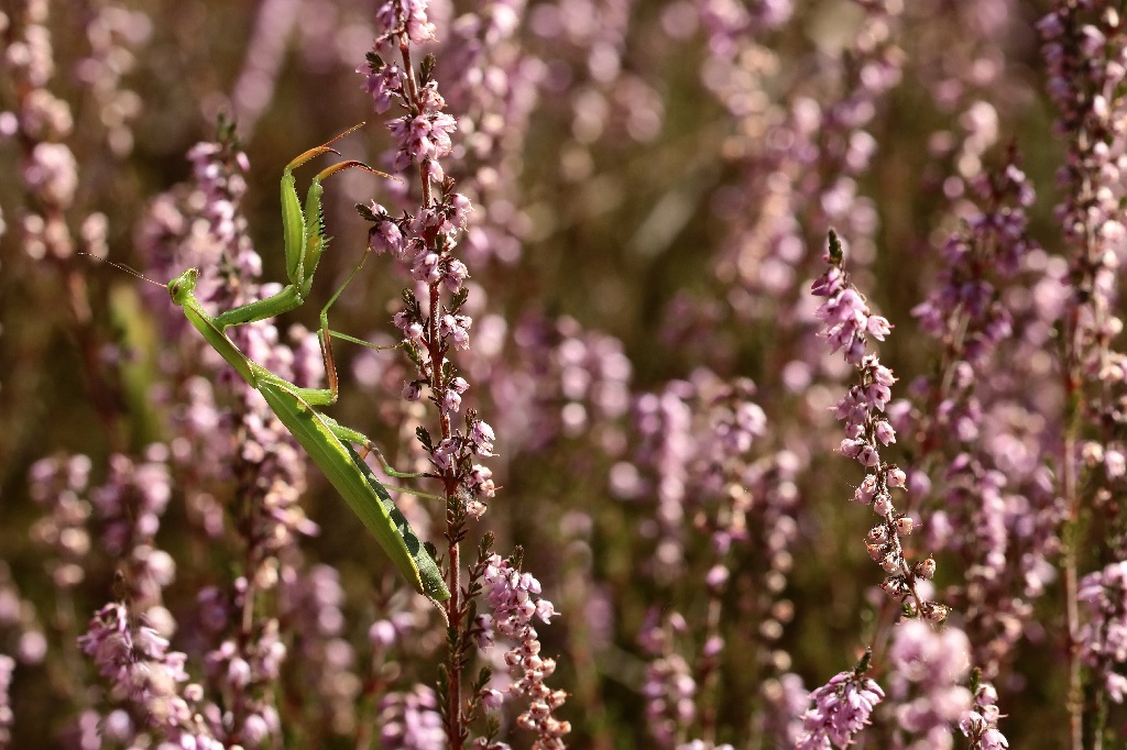 10 IMG_MANTIS.JPG