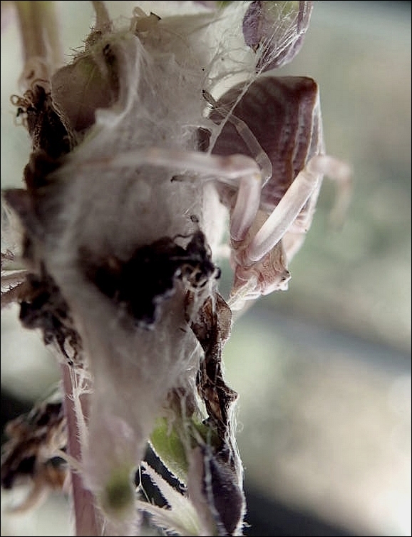 Thomisus onustus.jpg