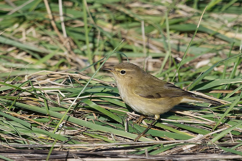 DSC_2754_DxO.jpg