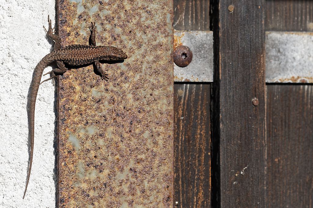 DSC_2805_DxO.jpg